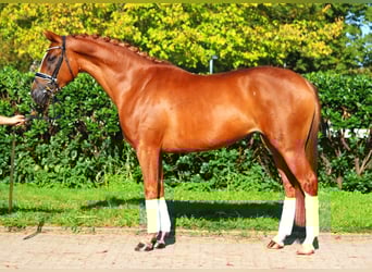 Hannoveraner, Stute, 6 Jahre, 166 cm, Fuchs