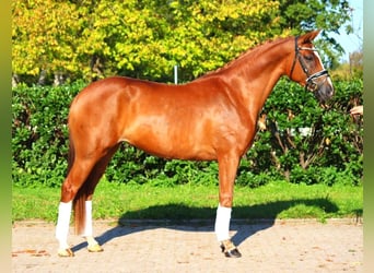 Hannoveraner, Stute, 6 Jahre, 166 cm, Fuchs