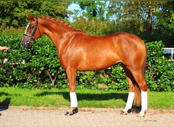 Hannoveraner, Stute, 6 Jahre, 166 cm, Fuchs