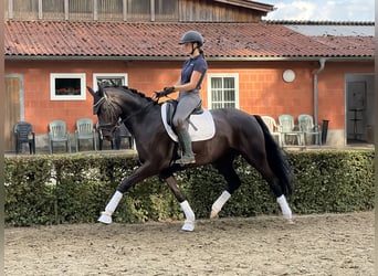 Hannoveraner, Stute, 6 Jahre, 166 cm, Rappe