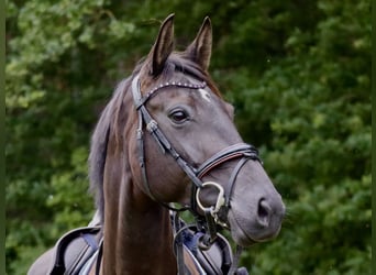 Hannoveraner, Stute, 6 Jahre, 166 cm, Rappe