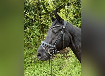 Hannoveraner, Stute, 6 Jahre, 166 cm, Rappe