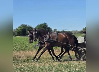 Hannoveraner, Stute, 6 Jahre, 166 cm, Rotbrauner