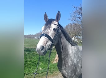 Hannoveraner, Stute, 6 Jahre, 166 cm, Schimmel