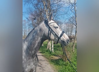 Hannoveraner, Stute, 6 Jahre, 166 cm, Schimmel