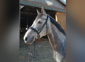 Hannoveraner, Stute, 6 Jahre, 166 cm, Schimmel