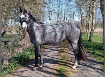 Hannoveraner, Stute, 6 Jahre, 166 cm, Schimmel