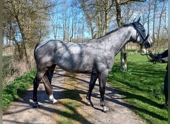Hannoveraner, Stute, 6 Jahre, 166 cm, Schimmel