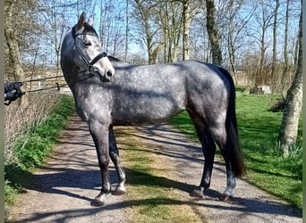 Hannoveraner, Stute, 6 Jahre, 166 cm, Schimmel
