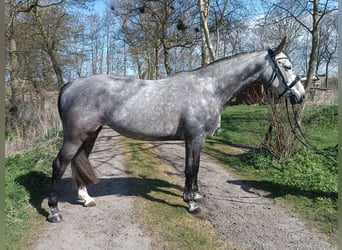 Hannoveraner, Stute, 6 Jahre, 166 cm, Schimmel