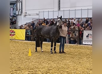 Hannoveraner, Stute, 6 Jahre, 166 cm, Schimmel