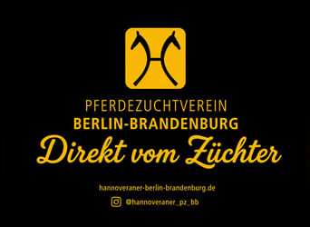 Hannoveraner, Stute, 6 Jahre, 166 cm, Schimmel