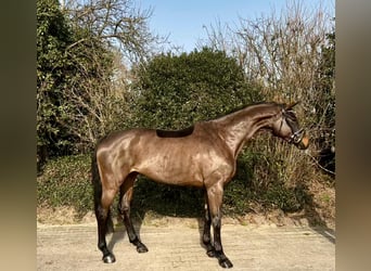 Hannoveraner, Stute, 6 Jahre, 167 cm, Brauner