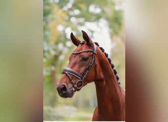 Hannoveraner, Stute, 6 Jahre, 167 cm, Brauner