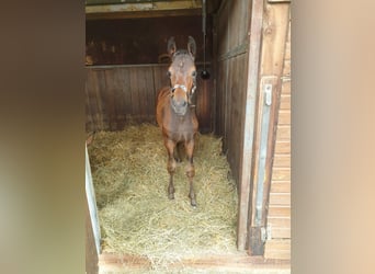 Hannoveraner, Stute, 6 Jahre, 167 cm, Brauner