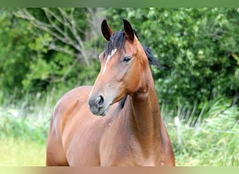 Hannoveraner, Stute, 6 Jahre, 167 cm, Brauner