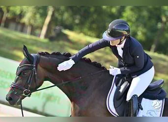 Hannoveraner, Stute, 6 Jahre, 167 cm, Dunkelbrauner