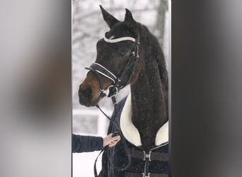 Hannoveraner, Stute, 6 Jahre, 167 cm, Dunkelbrauner