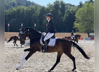 Hannoveraner, Stute, 6 Jahre, 167 cm, Dunkelbrauner