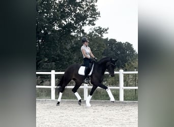 Hannoveraner, Stute, 6 Jahre, 167 cm, Dunkelbrauner