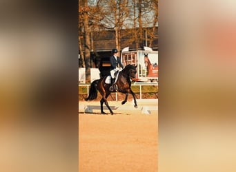 Hannoveraner, Stute, 6 Jahre, 167 cm, Dunkelbrauner