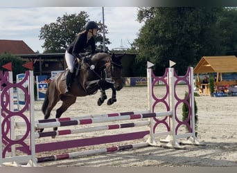 Hannoveraner, Stute, 6 Jahre, 167 cm, Dunkelbrauner