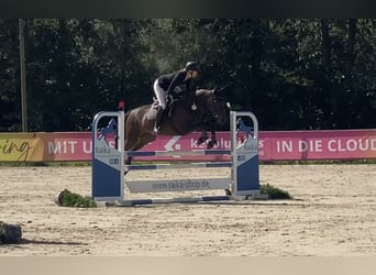 Hannoveraner, Stute, 6 Jahre, 167 cm, Dunkelbrauner