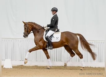 Hannoveraner, Stute, 6 Jahre, 167 cm, Dunkelfuchs