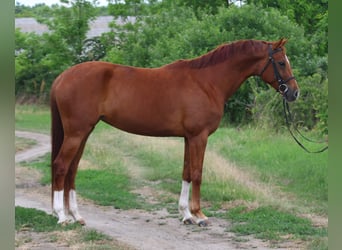 Hannoveraner, Stute, 6 Jahre, 167 cm, Fuchs