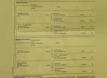 Hannoveraner, Stute, 6 Jahre, 167 cm, Fuchs
