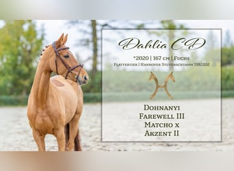 Hannoveraner, Stute, 6 Jahre, 167 cm, Fuchs