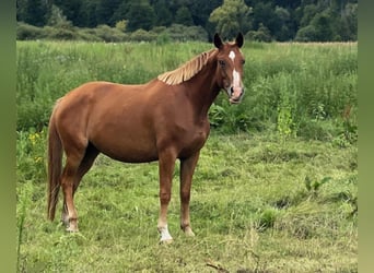 Hannoveraner, Stute, 6 Jahre, 167 cm, Fuchs