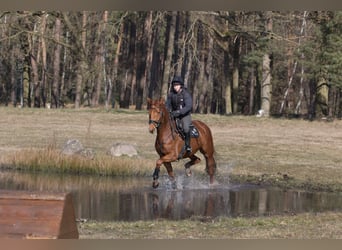 Hannoveraner, Stute, 6 Jahre, 167 cm, Fuchs