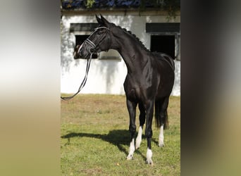Hannoveraner, Stute, 6 Jahre, 167 cm, Rappe