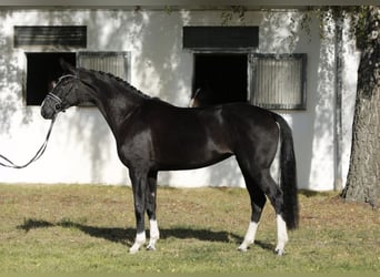 Hannoveraner, Stute, 6 Jahre, 167 cm, Rappe