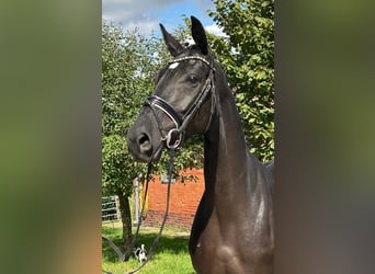 Hannoveraner, Stute, 6 Jahre, 167 cm, Rappe