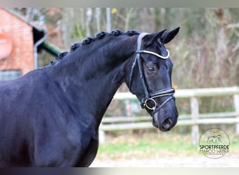 Hannoveraner, Stute, 6 Jahre, 167 cm, Rappe