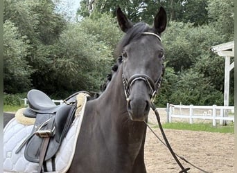 Hannoveraner, Stute, 6 Jahre, 167 cm, Rappe