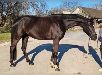 Hannoveraner, Stute, 6 Jahre, 167 cm, Rappe