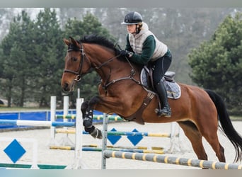 Hannoveraner, Stute, 6 Jahre, 167 cm, Rotbrauner