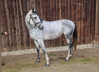 Hannoveraner, Stute, 6 Jahre, 167 cm, Schimmel