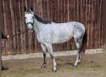 Hannoveraner, Stute, 6 Jahre, 167 cm, Schimmel
