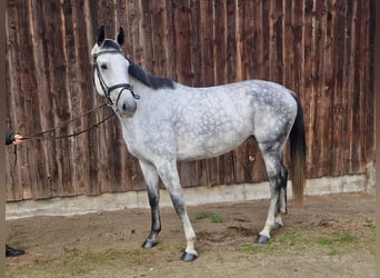 Hannoveraner, Stute, 6 Jahre, 167 cm, Schimmel