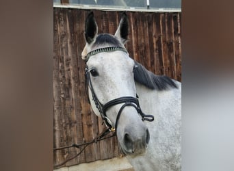 Hannoveraner, Stute, 6 Jahre, 167 cm, Schimmel