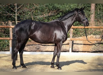 Hannoveraner, Stute, 6 Jahre, 167 cm, Schwarzbrauner
