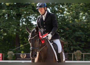 Hannoveraner, Stute, 6 Jahre, 167 cm, Schwarzbrauner