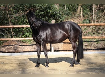 Hannoveraner, Stute, 6 Jahre, 167 cm, Schwarzbrauner
