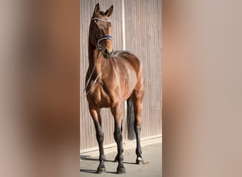 Hannoveraner, Stute, 6 Jahre, 168 cm, Brauner