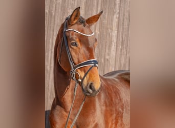 Hannoveraner, Stute, 6 Jahre, 168 cm, Brauner