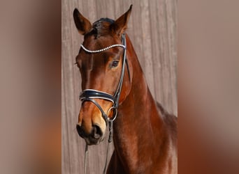 Hannoveraner, Stute, 6 Jahre, 168 cm, Brauner
